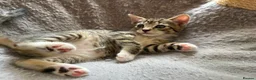 Mixed Breed cats for sale: 4 Gorgeous tabby kittens, 2 with white features - Advert 10