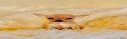 Chihuahua dogs for sale: 3 Male Extra Extra Small Chihuahua pups - Advert 13