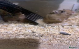 Gerbil rodents for sale: 3 male gerbils - Image 12