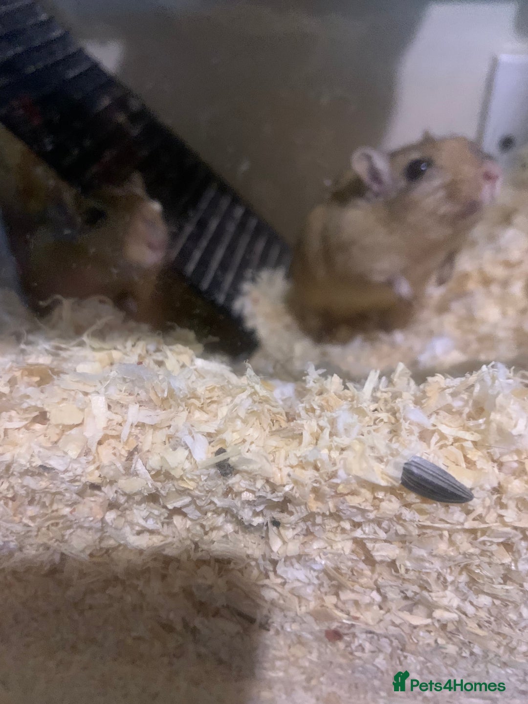 Gerbil rodents for sale: 3 male gerbils - Image 12