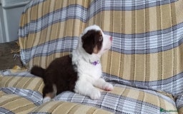 Australian Shepherd dogs for sale: Australian Shepherd puppies looking for new home in Peterborough - Image 23