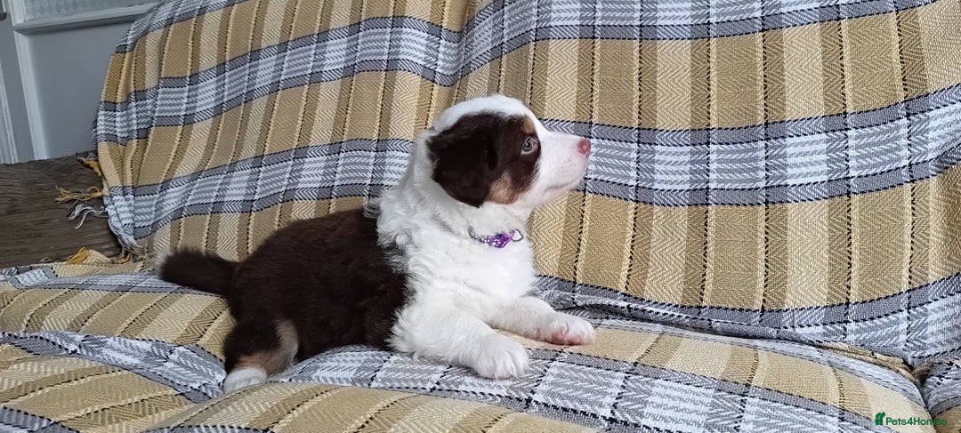 Australian Shepherd dogs for sale: Australian Shepherd puppies looking for new home in Peterborough - Image 23