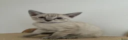 Siamese cats for sale: 5 Adorable Kittens Looking for Their Forever Homes - Advert 7