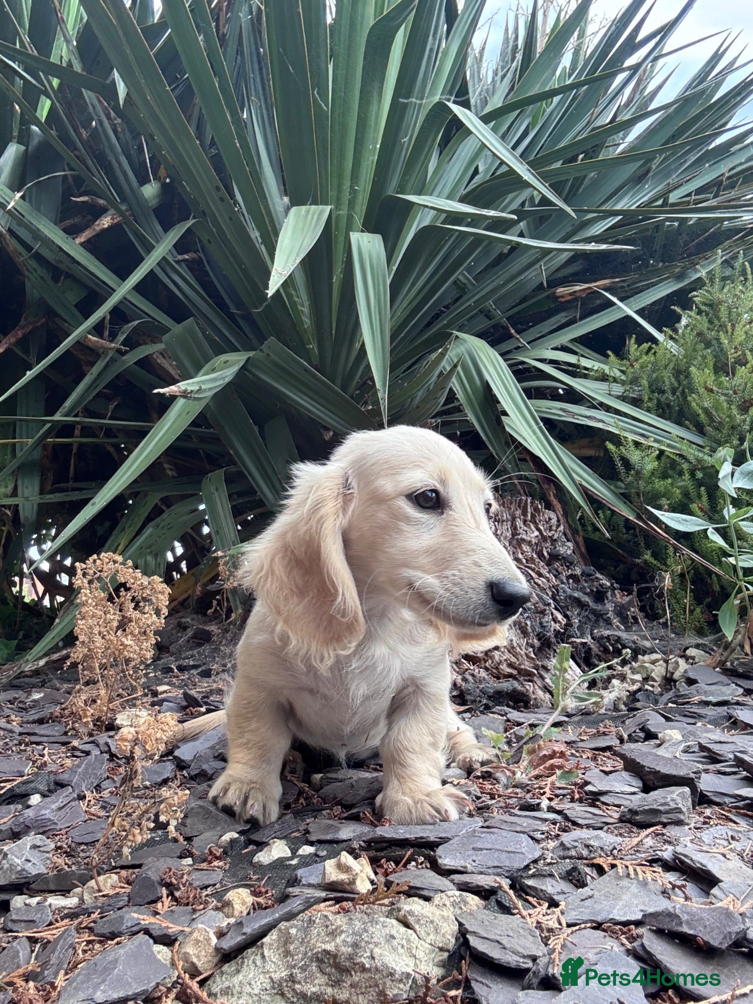 Miniature Dachshund dogs Beautiful Fluffy Dachshund Puppies – KC Registered - Advert 2
