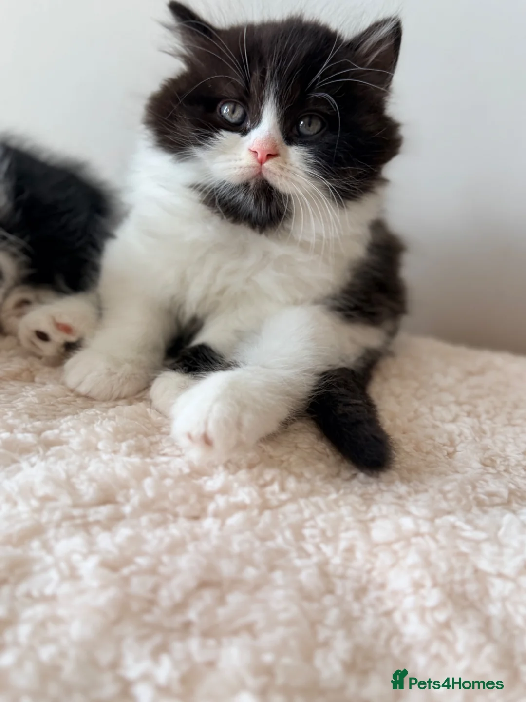 British Longhair cats for sale: GCCF British longhair boy - Advert 1