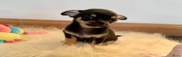 Chihuahua dogs for sale: 5* LICENSED READY💕 KC SMOOTH CHI BABY BOYS X2  - Advert 18
