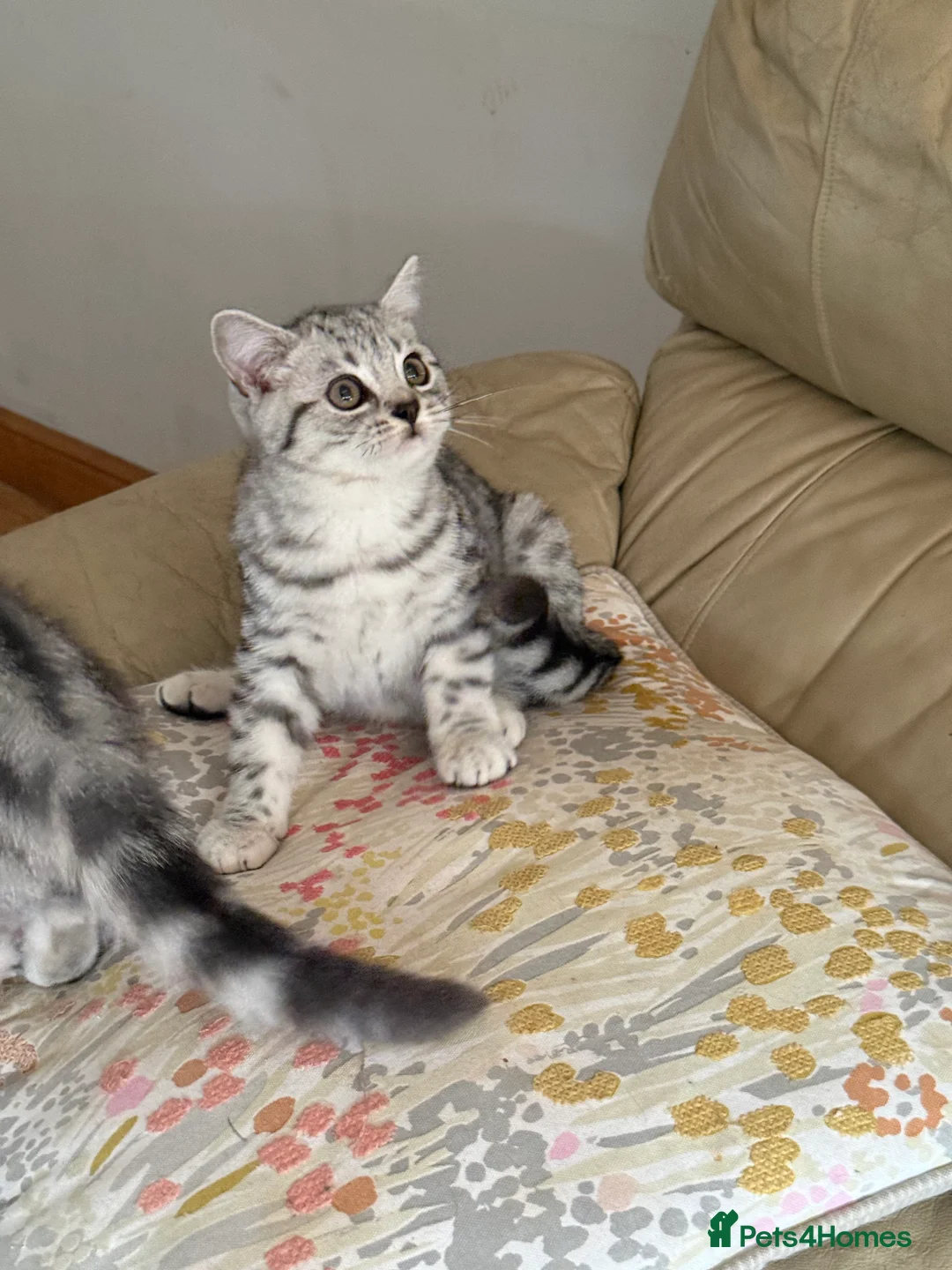 British Shorthair cats for sale: Top quality stunning British shorthair silvers - Advert 15