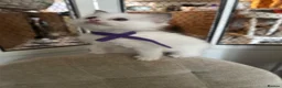 Ragdoll cats for sale: Stunning ragdoll babies for sale  - Advert 8