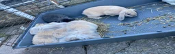 Mixed Breed rabbits for sale: 🐰 9 Rabbits for Sale – 11 Weeks Old 🐇 in Exeter - Advert 4