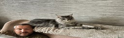 Maine Coon cats for sale: 2 stunning girls 1 polydactyl ready  **  ev - Advert 5
