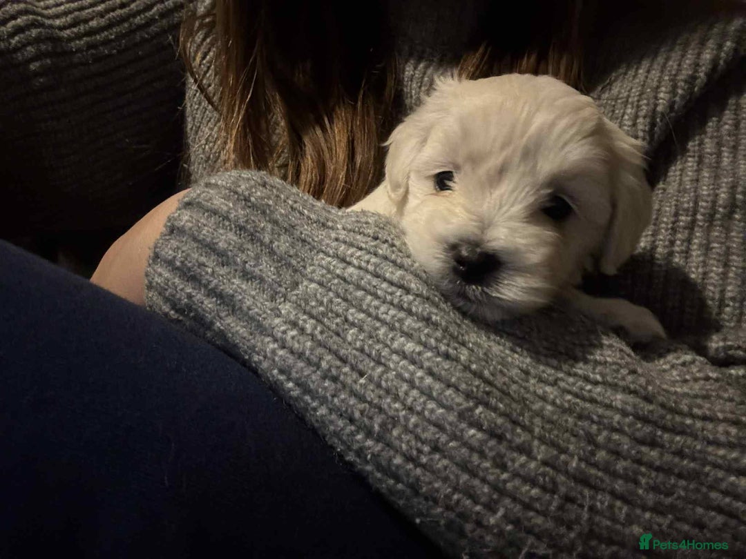 Mixed Breed dogs for sale: Bishon Maltipoo Mix Puppies for sale - Advert 3