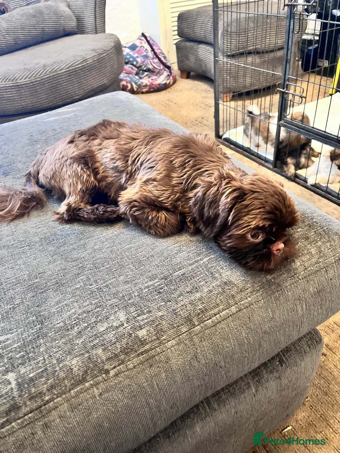 Shih Tzu dogs for stud: stunning chocolate stud boy  in Saint Helens - Advert 5