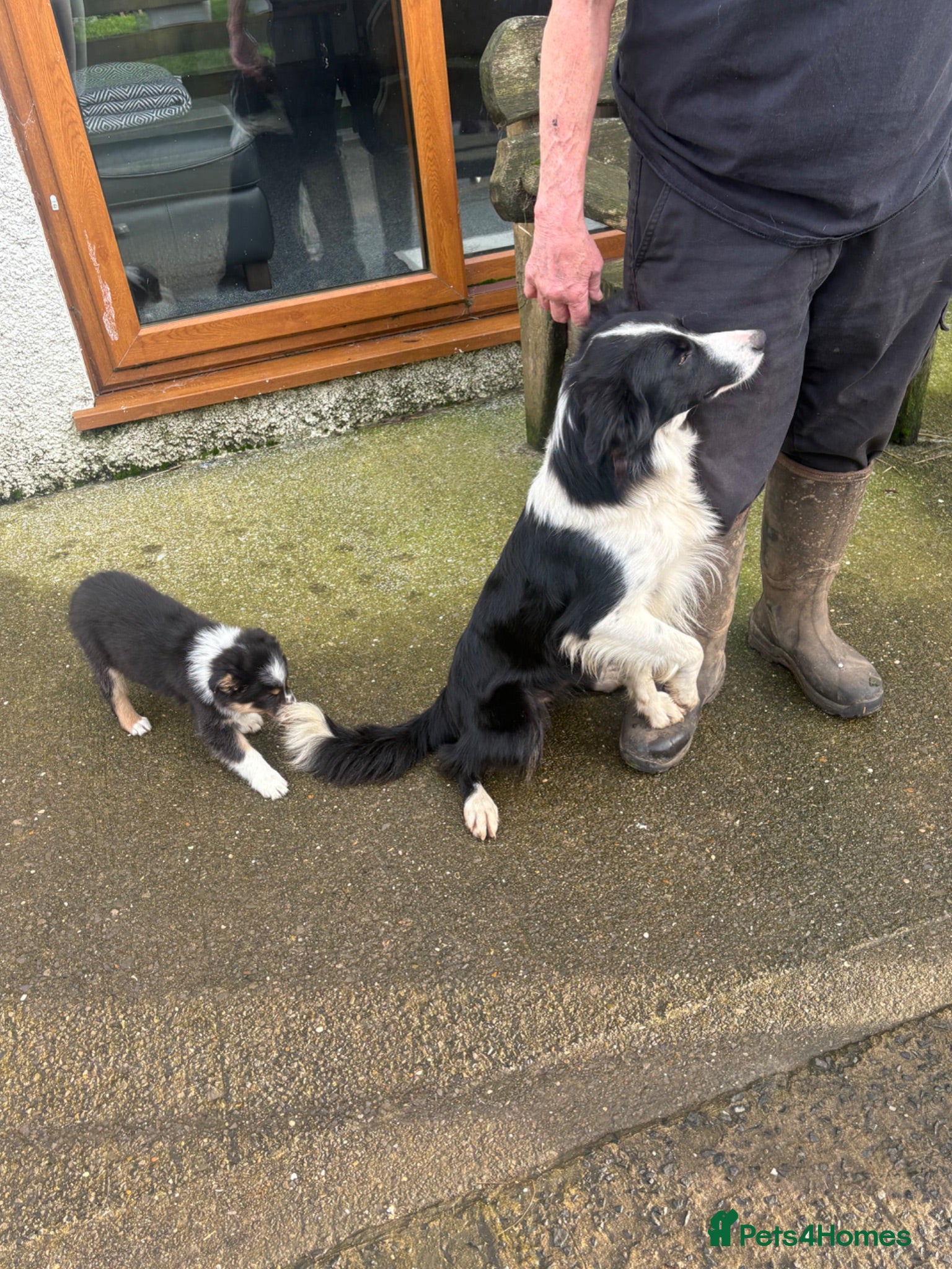 Border Collie dogs Border Collie Puppies  - Advert 2