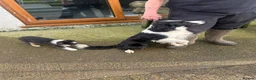 Border Collie dogs for sale: Border Collie Puppies  in Swansea - Advert 1