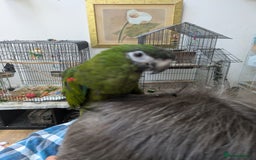 Macaws birds for sale: Ara Hahna red shouldered macaw tamed babies - Image 4