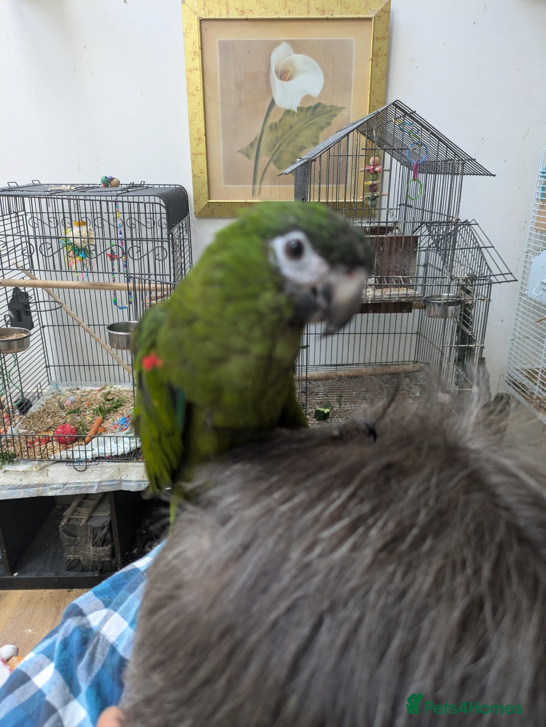 Macaws birds for sale: Ara Hahna red shouldered macaw tamed babies - Image 4