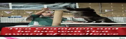 Maine Coon cats for stud: XL Handsome Tica Champion Stud available  - Advert 9