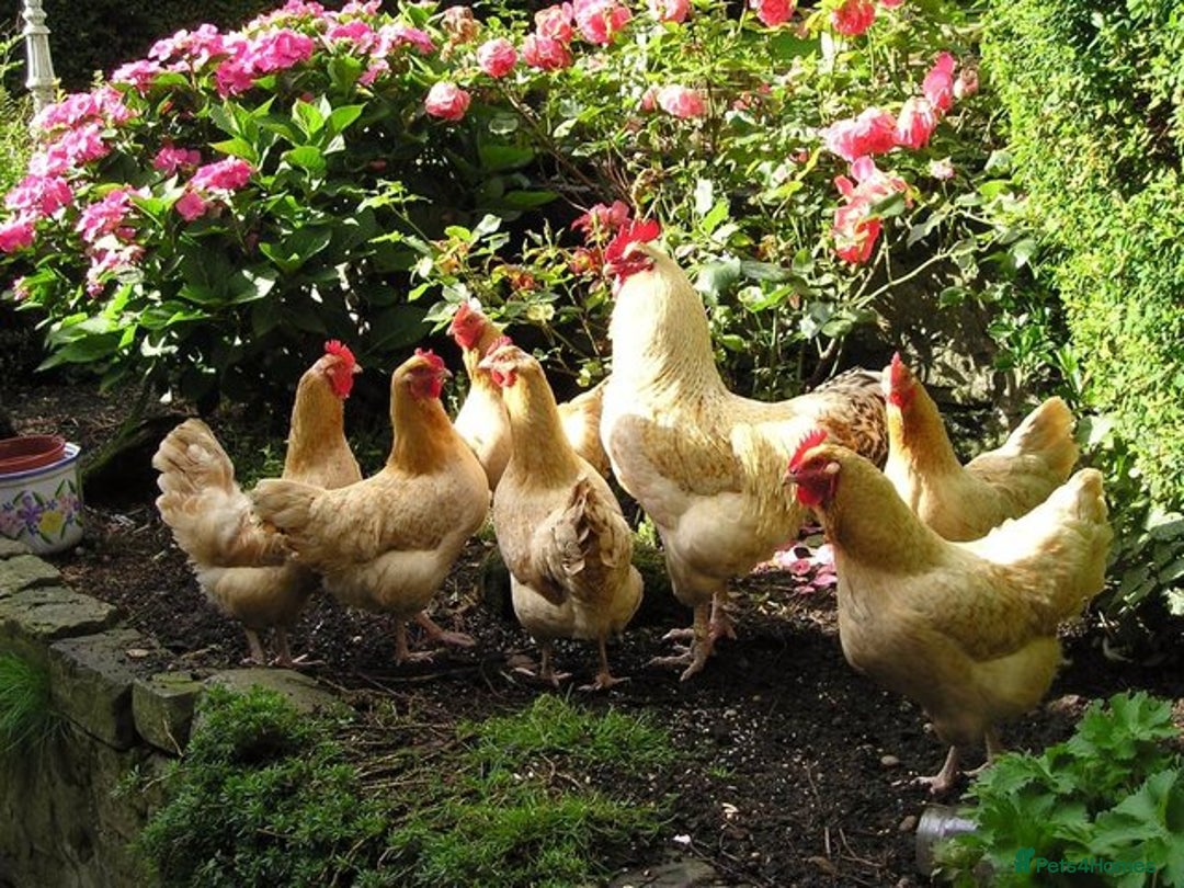 Chickens poultry for sale: Point of lay chicken for sale  - Advert 1