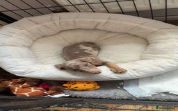 Miniature Dachshund dogs for sale: Female Dapple Miniature dachshund  (Dottie)  - Image 3