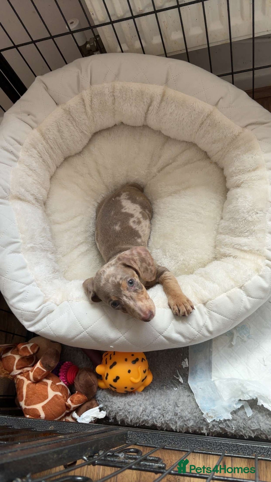 Miniature Dachshund dogs for sale: Female Dapple Miniature dachshund  (Dottie)  - Image 3