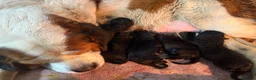 Bernedoodle dogs for sale: F1 Saint Berdoodle Pups - Advert 8