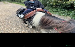Shetland pony horses for sale: Miniature Shetland Pony. Ideal first pony. - Image 7