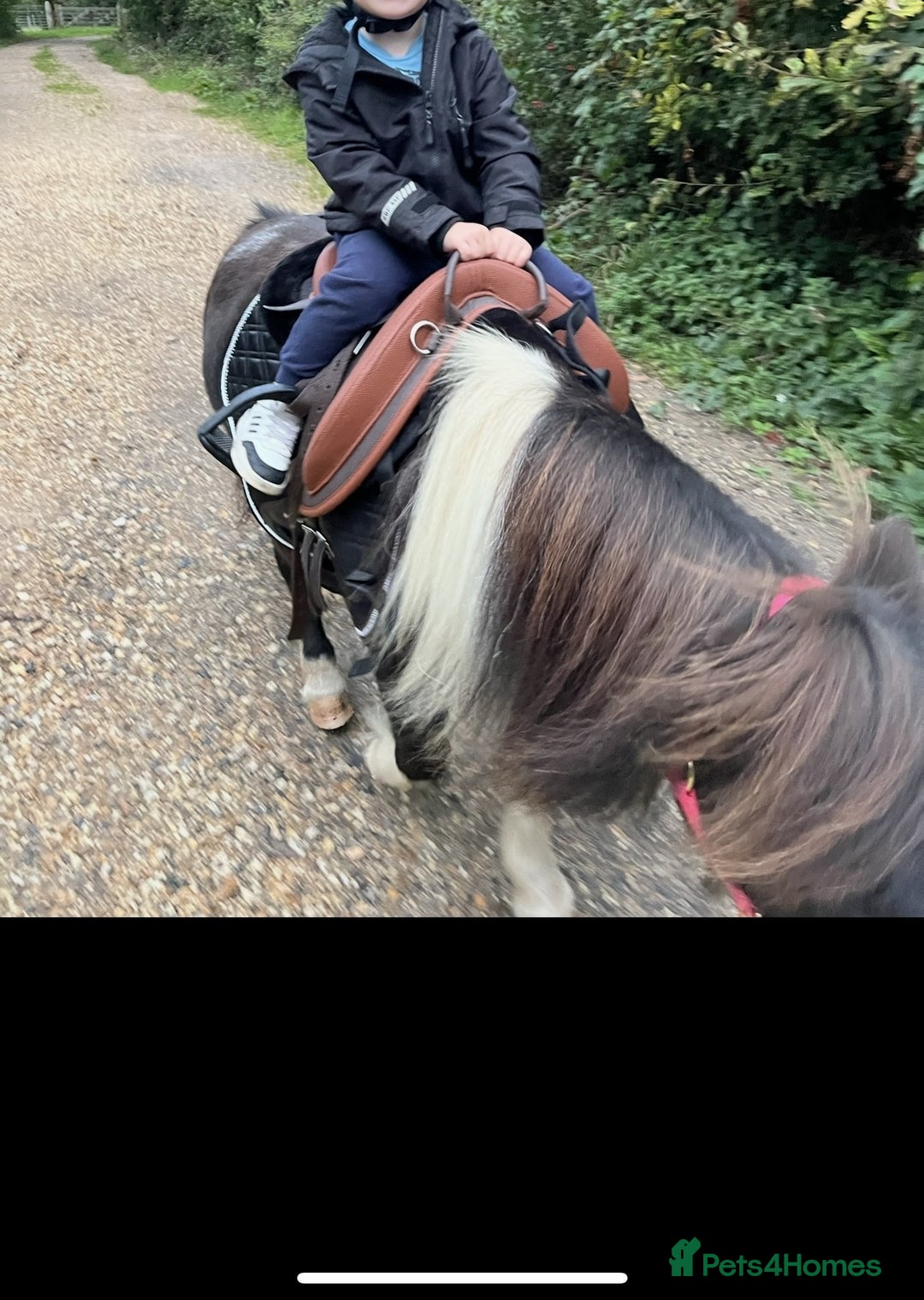 Shetland pony horses for sale: Miniature Shetland Pony. Ideal first pony. - Image 7