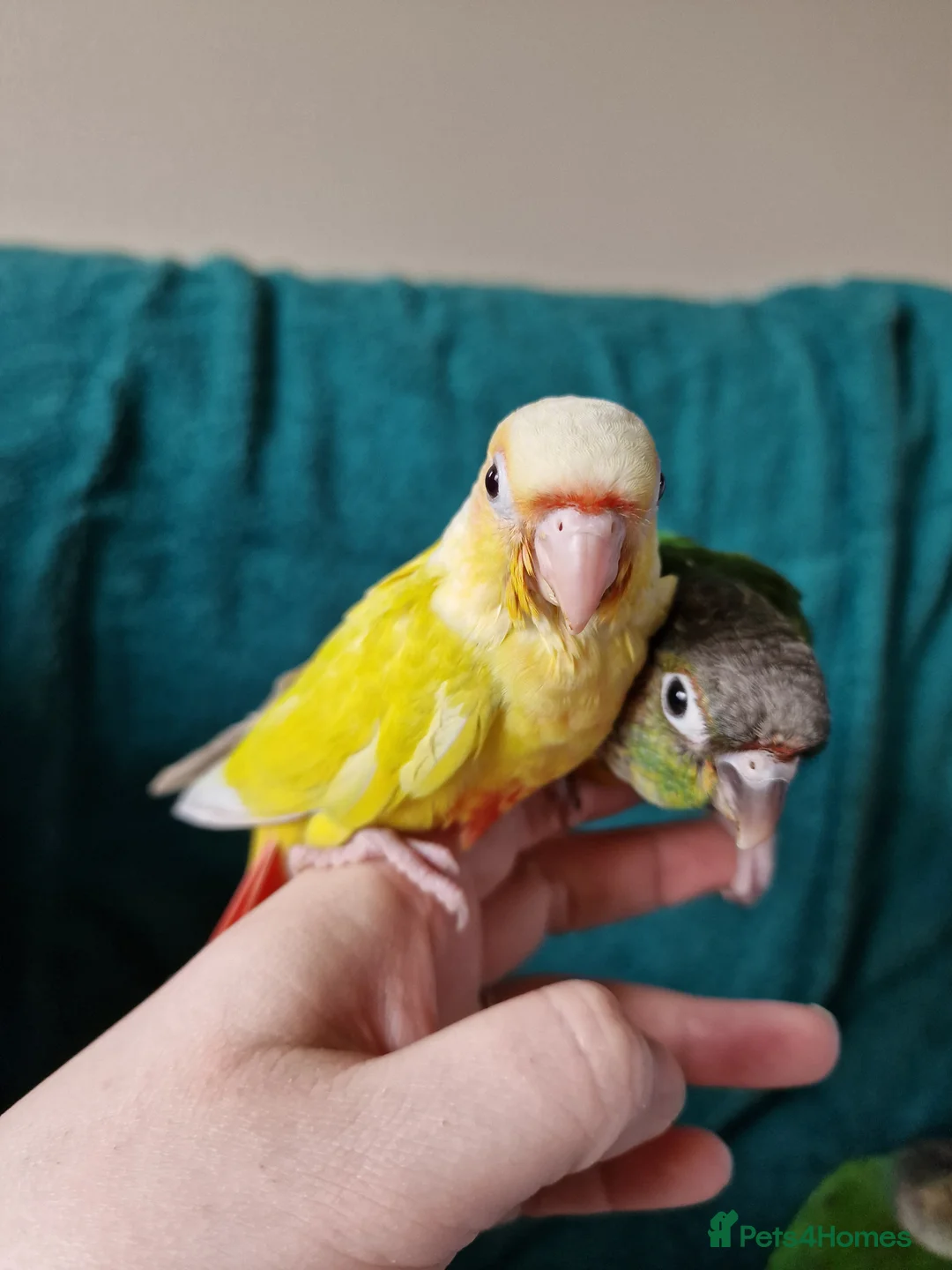 Conures birds for sale: Adorable fully hand reared baby conures!!  - Advert 11
