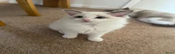 Ragdoll cats for sale: Ready now TICA Ragdoll Blue Bicolour girl - Advert 23