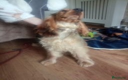 Cocker Spaniel dogs for sale: Cocker spaniel  - Image 4