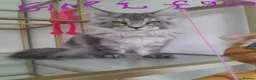 Maine Coon cats for sale: Black silver mackerel poly Girls TICA maine coon - Advert 5