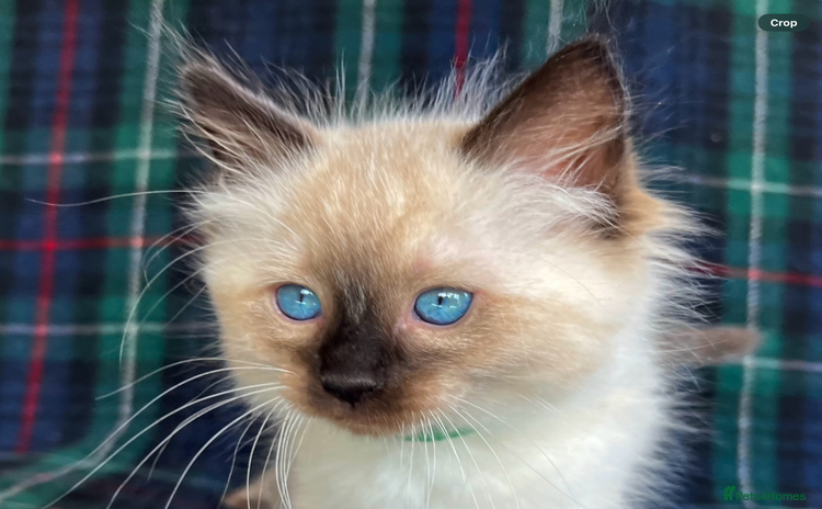 Ragdoll cats - Advert 5