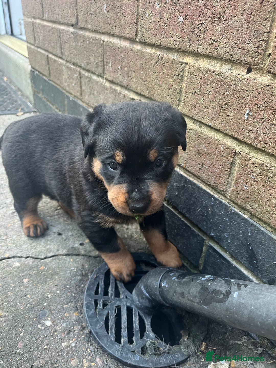 Rottweiler dogs for sale: Beautifull Rottweiler  - Image 5