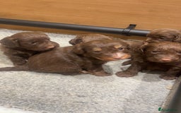 Cockapoo dogs for sale: Cockerpoos  - Image 8