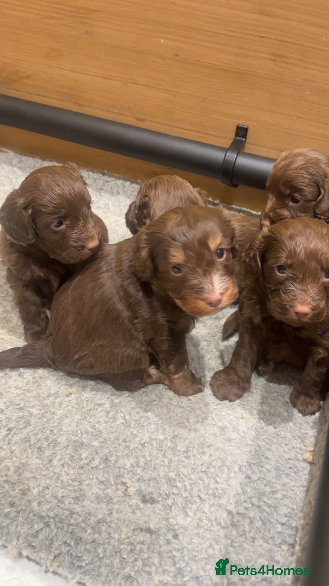 Cockapoo dogs for sale: Cockerpoos  - Image 8