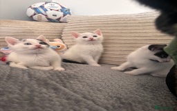 Mixed Breed cats for sale: Kittens available for sale with heterochromia - Image 3