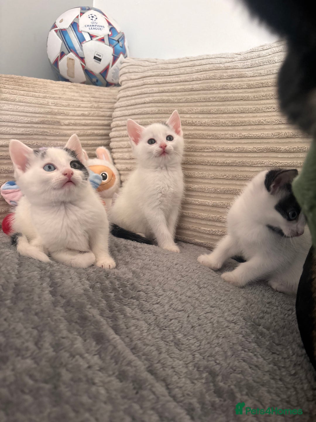Mixed Breed cats for sale: Kittens available for sale with heterochromia - Image 3