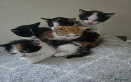 Domestic Shorthair cats for sale: Kittens  - Image 10