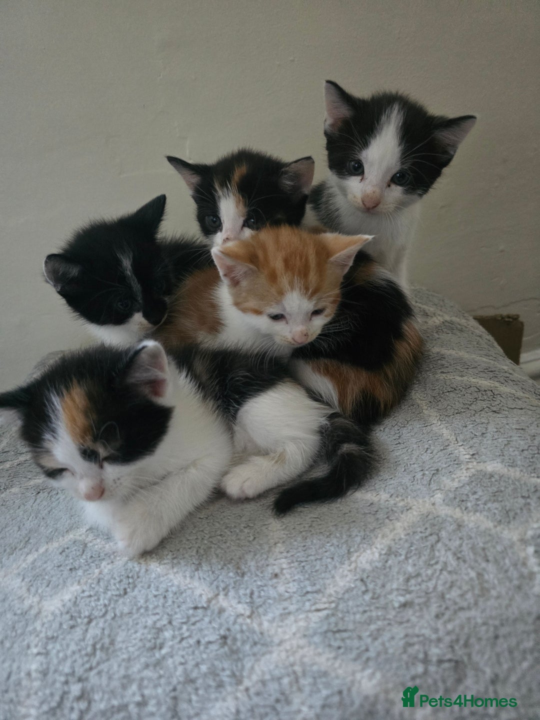 Domestic Shorthair cats for sale: Kittens  - Image 10