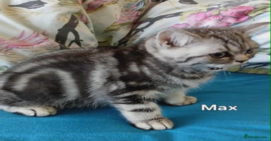 British Shorthair cats - Advert 1