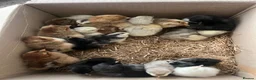 Chickens poultry for sale: Hatching eggs , day old chicks , growers and layer - Advert 10