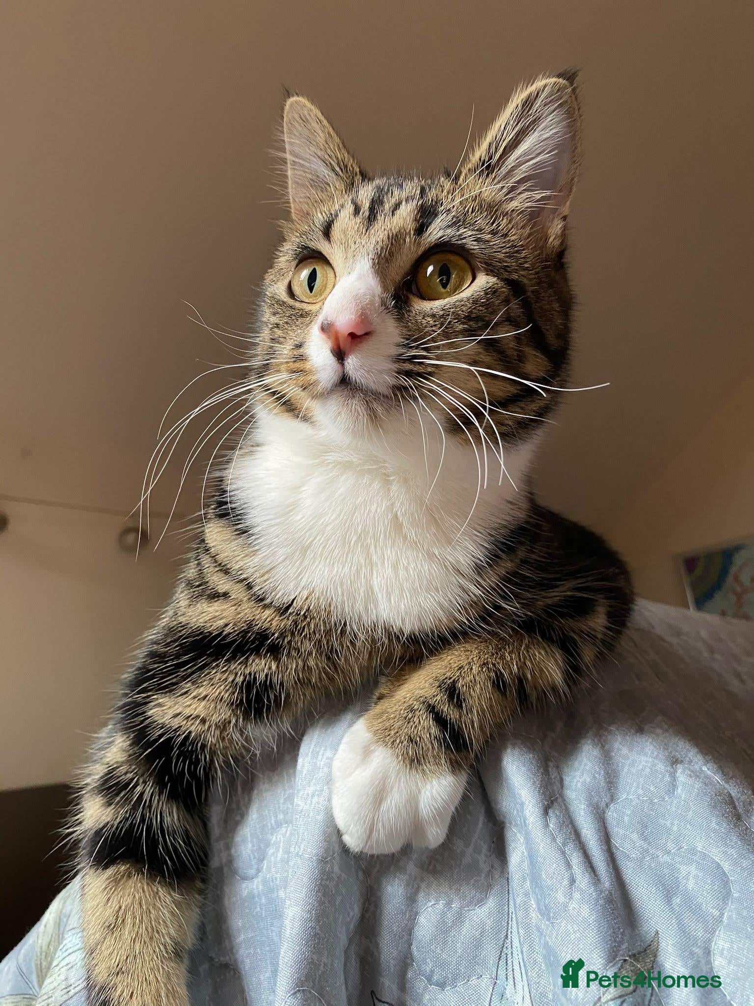 Domestic Shorthair cats Beautiful 5yo Female Tabby Cat Free to Loving Home - Advert 1