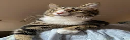 Domestic Shorthair cats for sale: Beautiful 5yo Female Tabby Cat Free to Loving Home - Advert 1