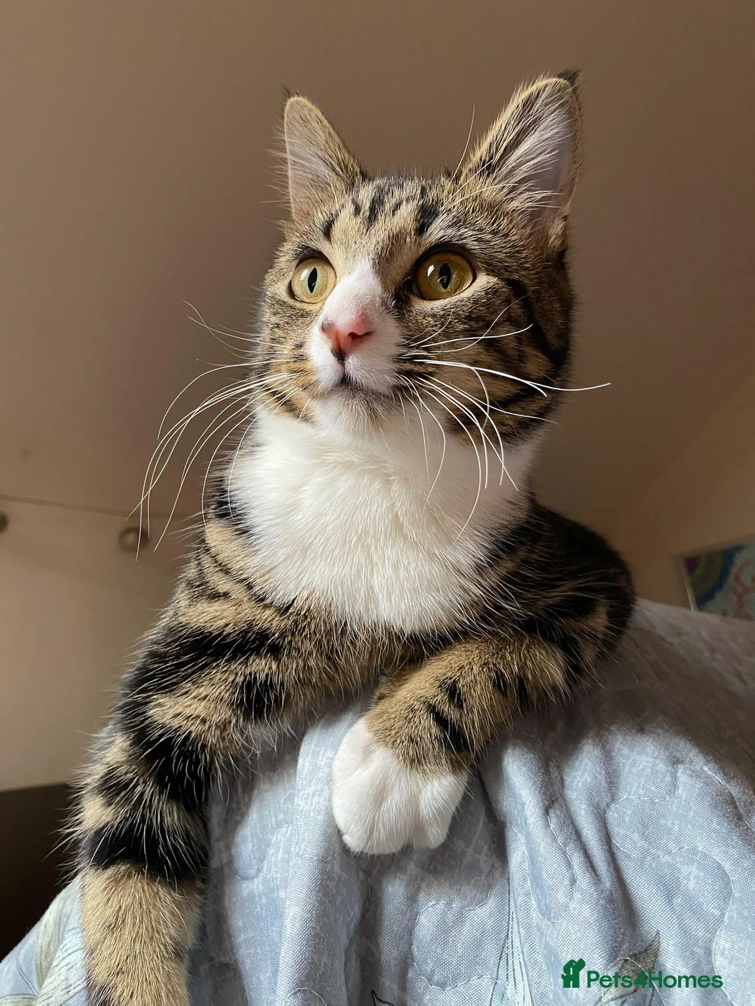 Domestic Shorthair cats for sale: Beautiful 5yo Female Tabby Cat Free to Loving Home - Advert 1