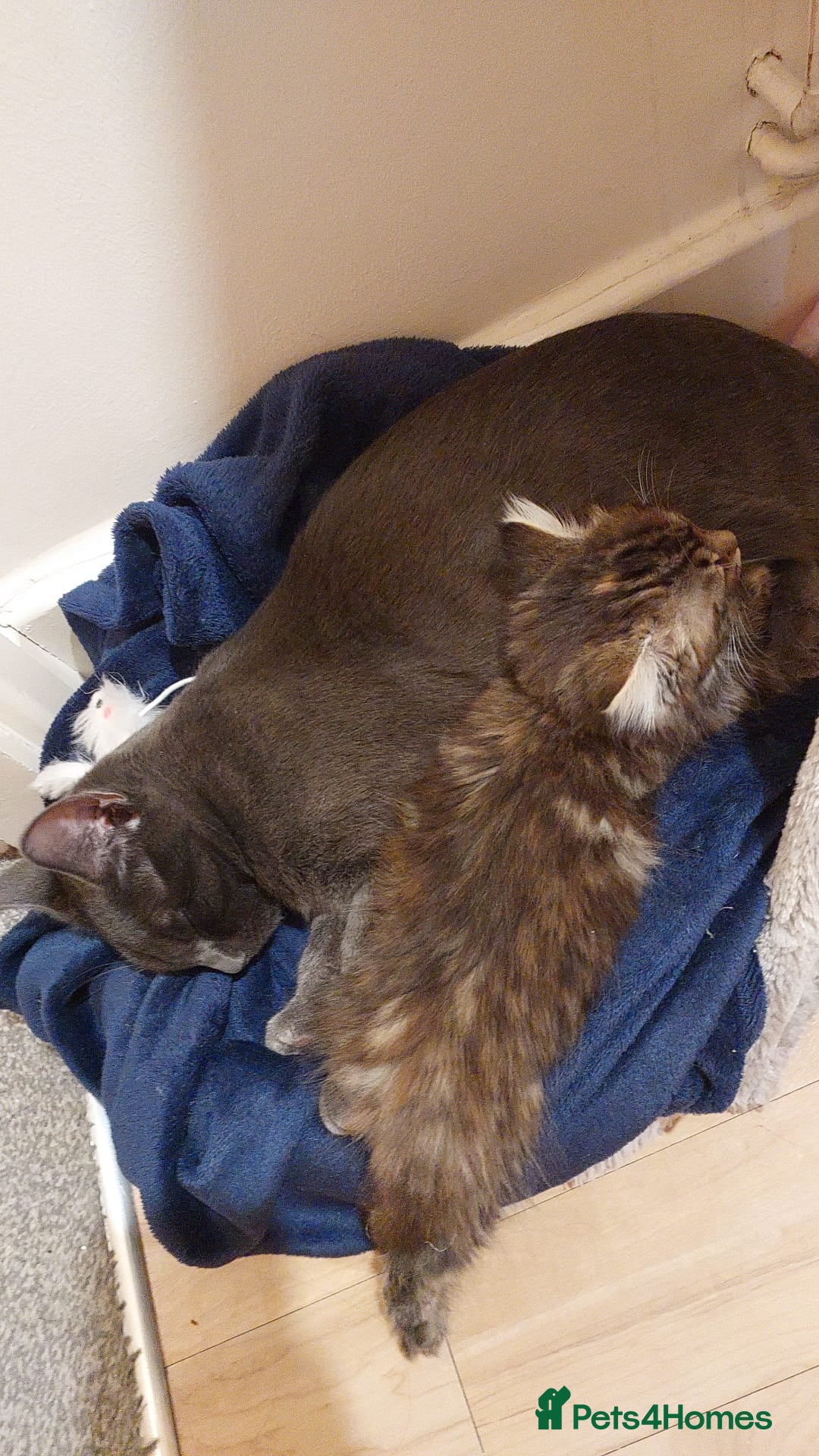 Mixed Breed cats for sale: Dusty and Misty are Affectionate and loving Duo - Image 9