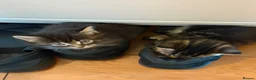 Mixed Breed cats for sale: 6 Kittens  in Waterlooville - Advert 7