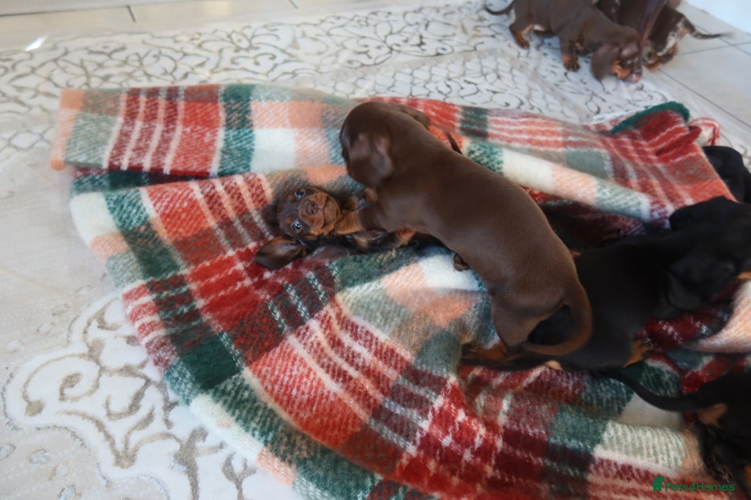 Dachshund dogs for sale: Dachshund puppy’s  - Advert 13