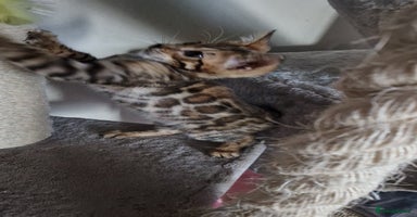 Bengal cats - Advert 14