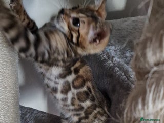 Bengal cats - Advert 15