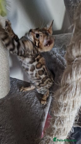 Bengal cats - Advert 1
